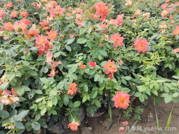 月季花的产地是哪里？南阳产的月季花好吗？(图1)