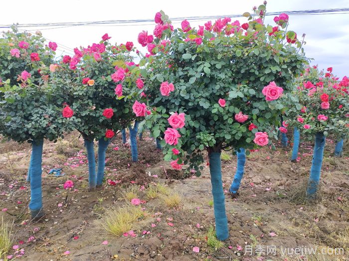 月季花的产地是哪里？南阳产的月季花好吗？(图2)