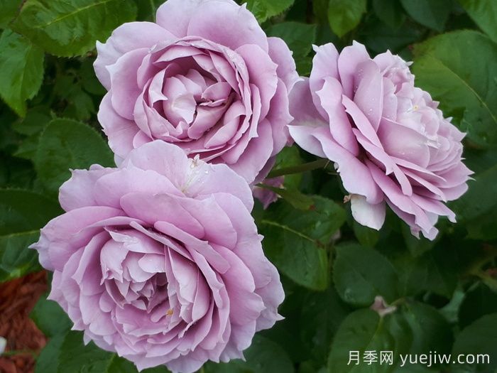 推荐10款蓝紫色系月季品种，总有一款你喜欢(图2)