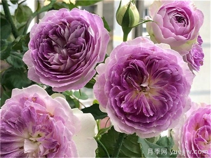 推荐10款蓝紫色系月季品种，总有一款你喜欢(图6)