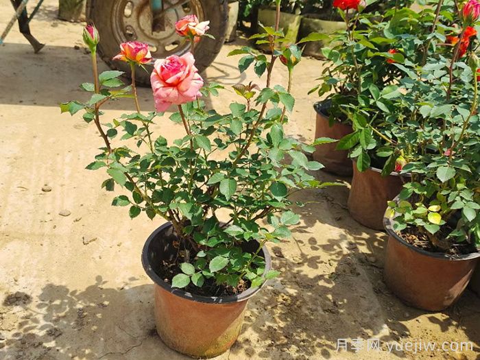 盆栽月季土壤板结怎么办？教你轻松解决(图1)