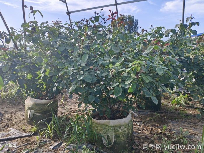 月季老化了开花少？如何让老月季返老还童(图2)