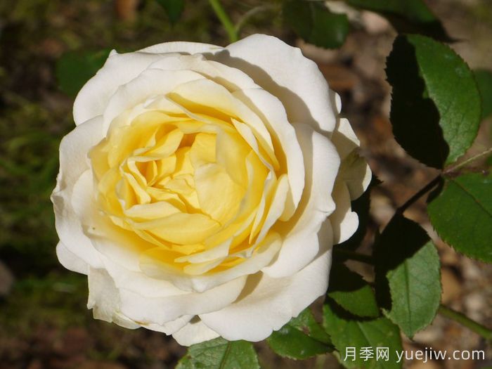 推荐9个适合新手种植的丹麦永远月季(图4) 推荐9个适合新手种植的丹麦永远月季(图4)