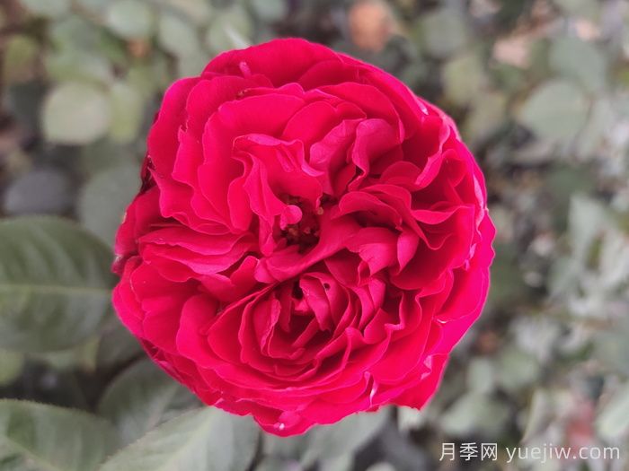 茶花女月季(图2)