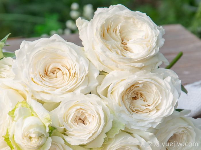 寒江雪月季(图1)