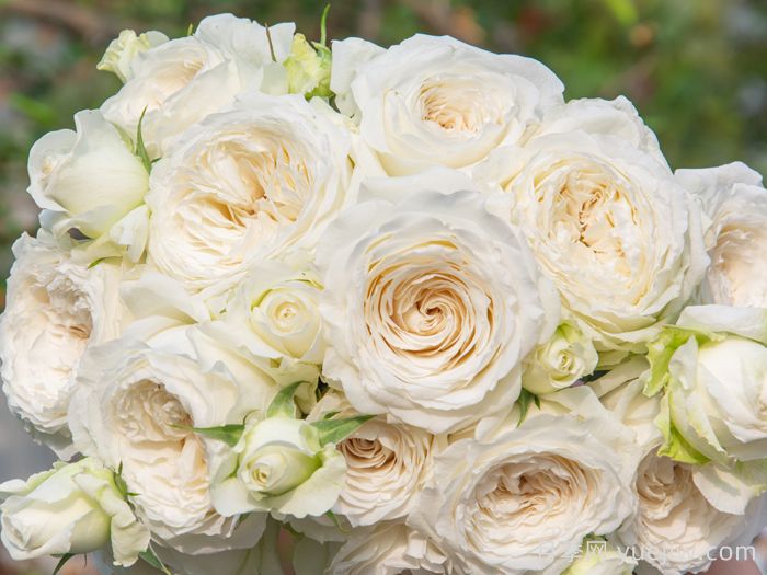 寒江雪月季(图2)