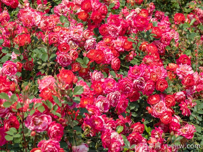 西子婉约月季(图4)