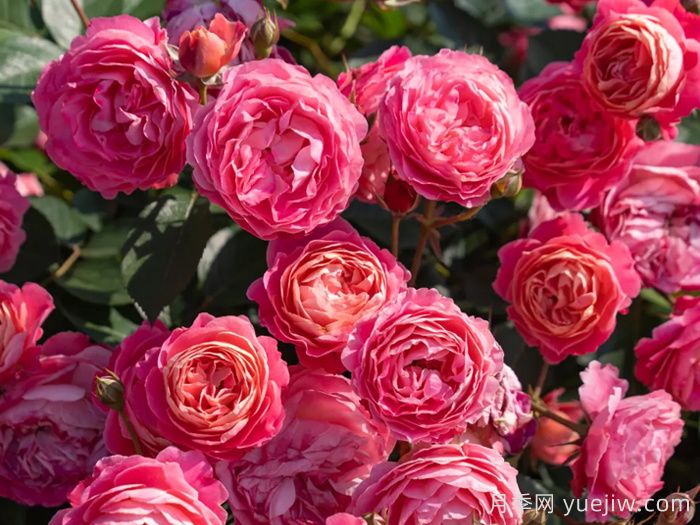 西子婉约月季(图1)