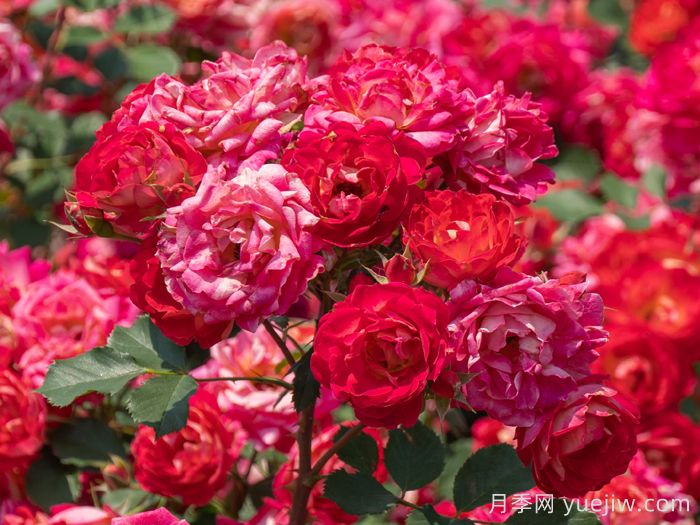 西子婉约月季(图2)