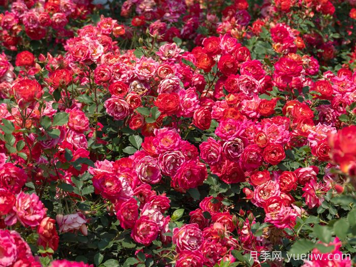 西子婉约月季(图3)