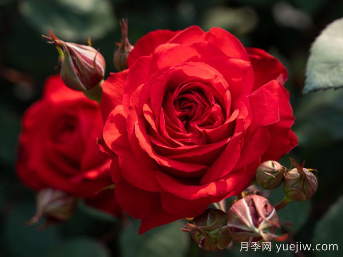 火玲珑月季(图1)