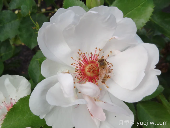 杰奎琳杜普蕾月季(图1)