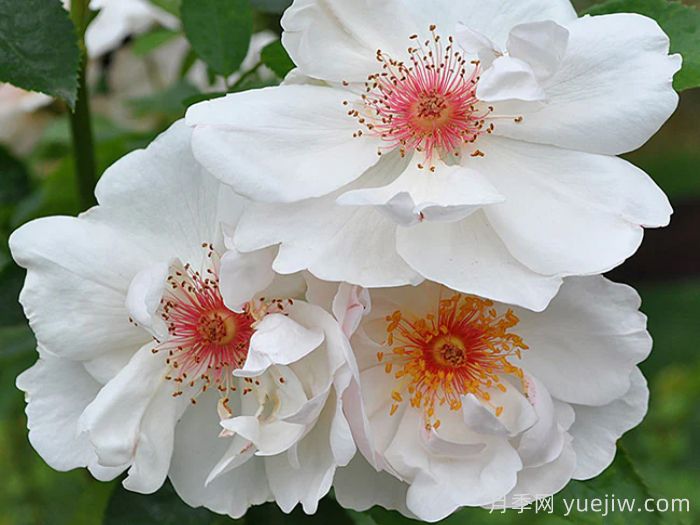 杰奎琳杜普蕾月季(图2)