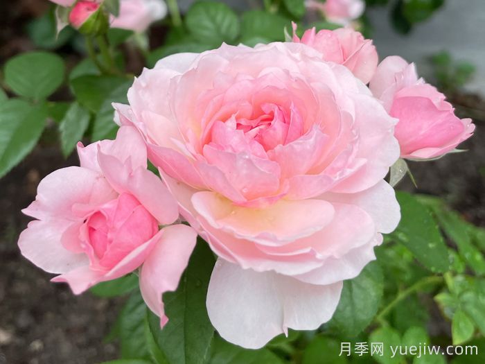 盈盈粉月季(图4)