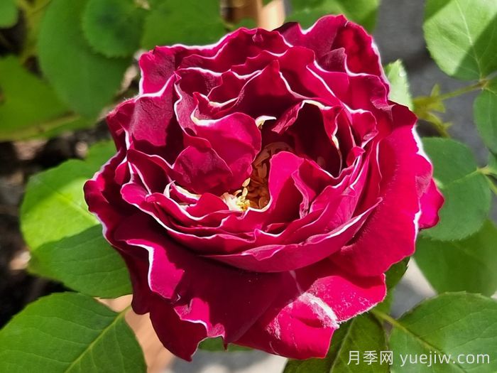 布罗德男爵月季(图1)