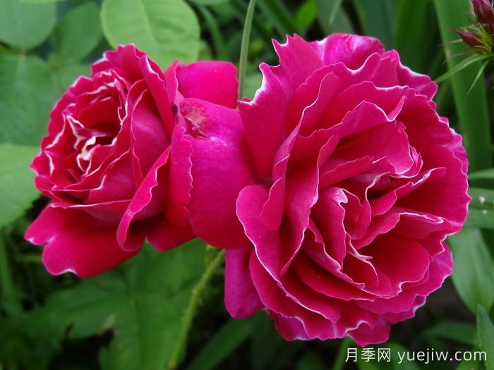 布罗德男爵月季(图2)