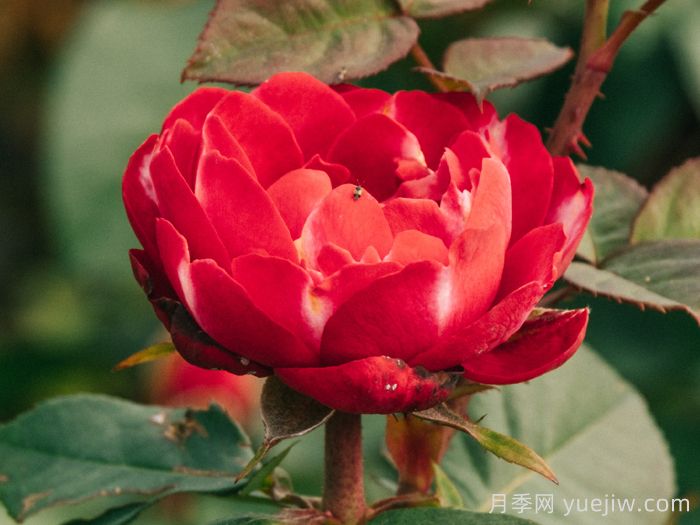 彤霞月季(图2)
