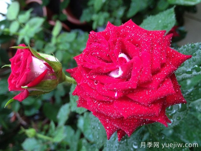 自由钟月季/费城自由之钟(图1)