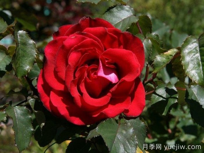 自由钟月季/费城自由之钟(图2)