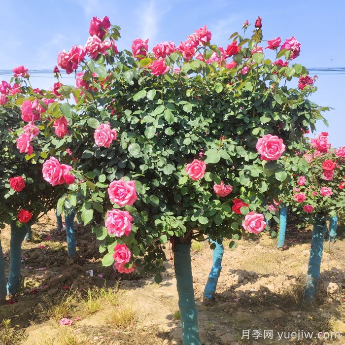 月季树一年花开200多天，适合园林工程和庭院栽种(图2)