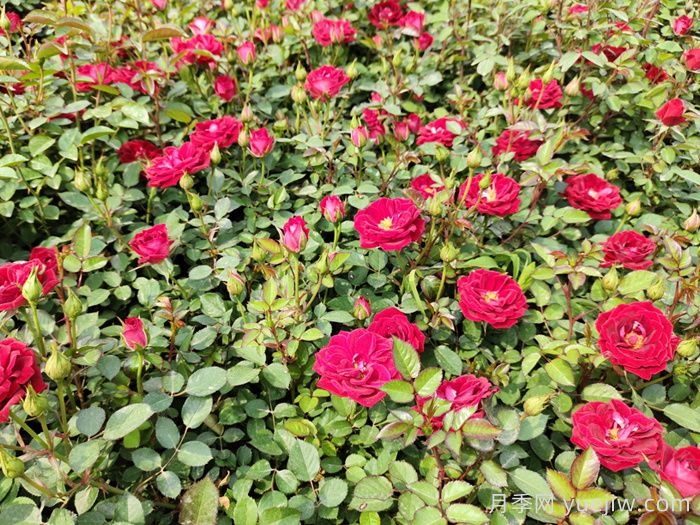 看植株情况判断月季苗对应养护措施(图1)