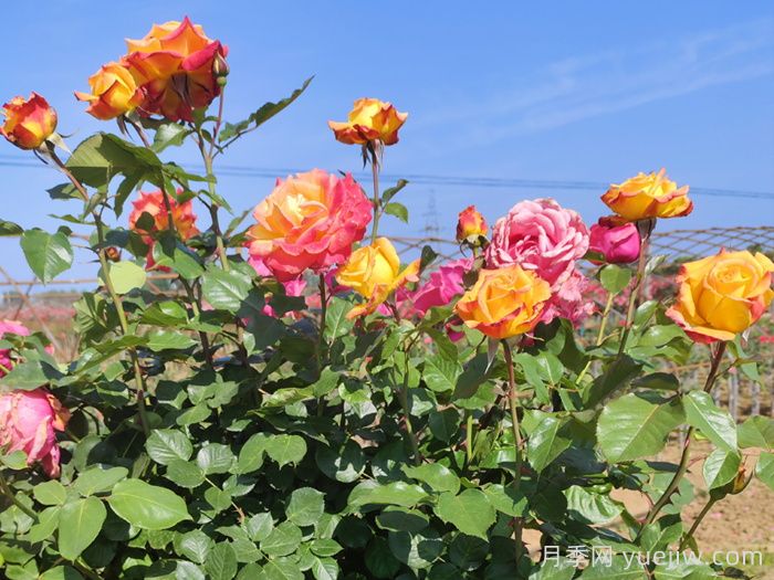 看植株情况判断月季苗对应养护措施(图2)