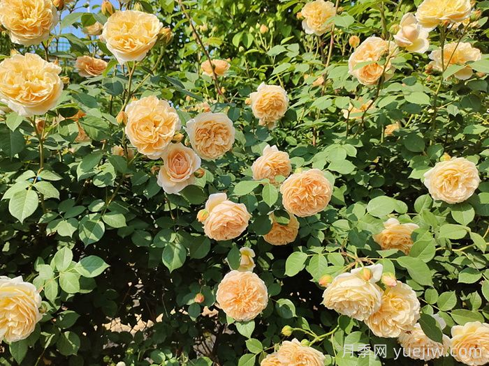 玛格丽特王妃月季花的特点(图2)