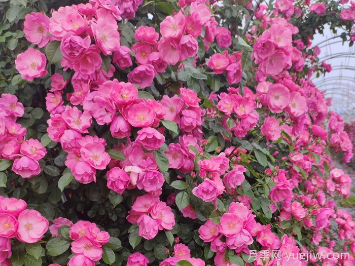 花墙养成必选的6种藤本月季品种，四季开花不停歇(图2)