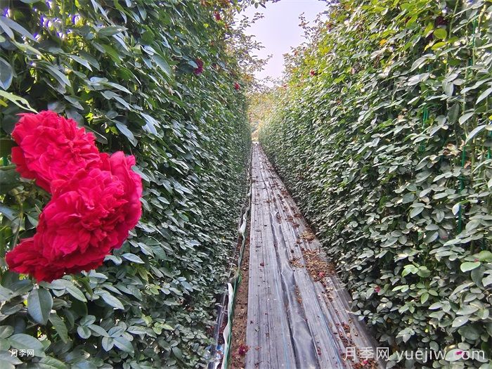 花墙养成必选的6种藤本月季品种，四季开花不停歇(图5)