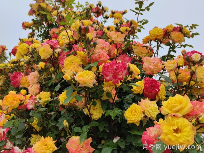 花墙养成必选的6种藤本月季品种，四季开花不停歇(图6)