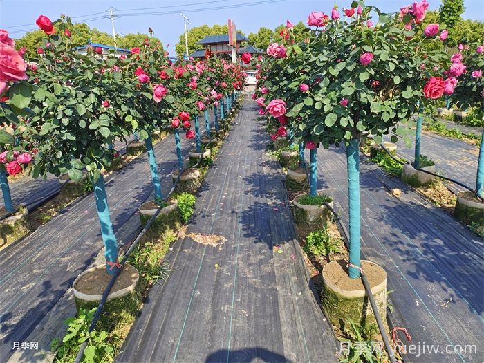 南阳月季总结归纳的树状月季养护管理(图1)