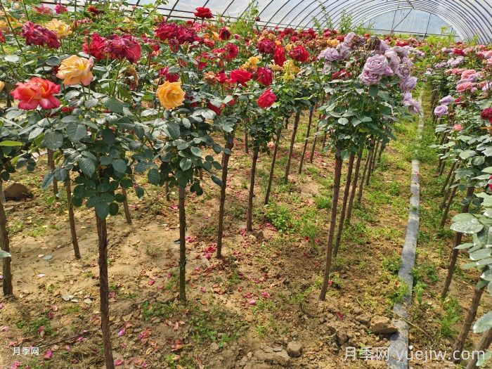 用野生蔷薇嫁接月季，能不能养成树状月季？(图1)