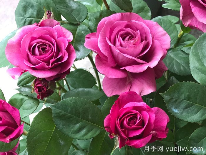 冥王星阳台月季(图2)