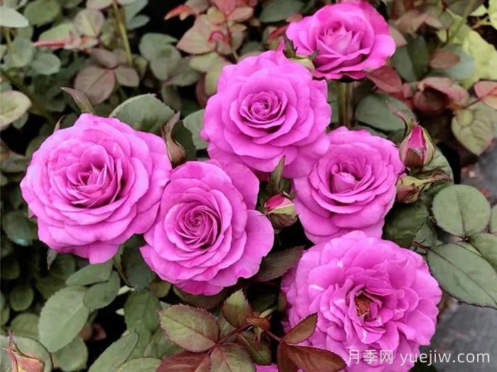 冥王星阳台月季(图1)