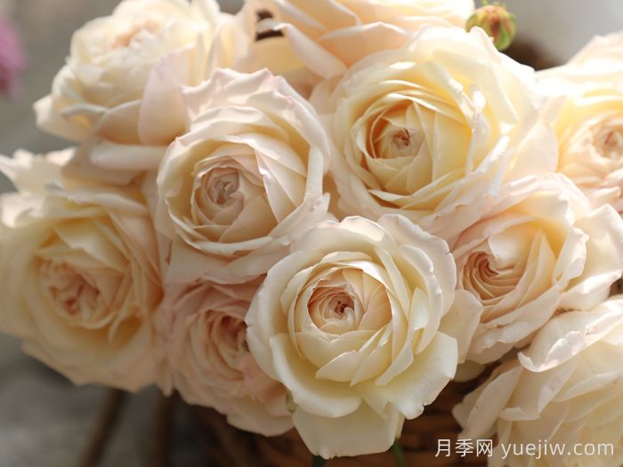 少女之心月季(图1)