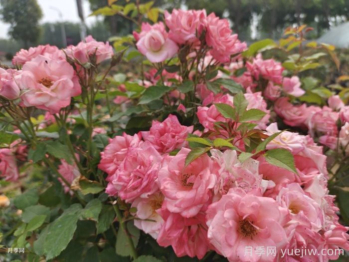 打造月季花墙没有想象中那么难，藤本樱霞月季​很可靠(图1)