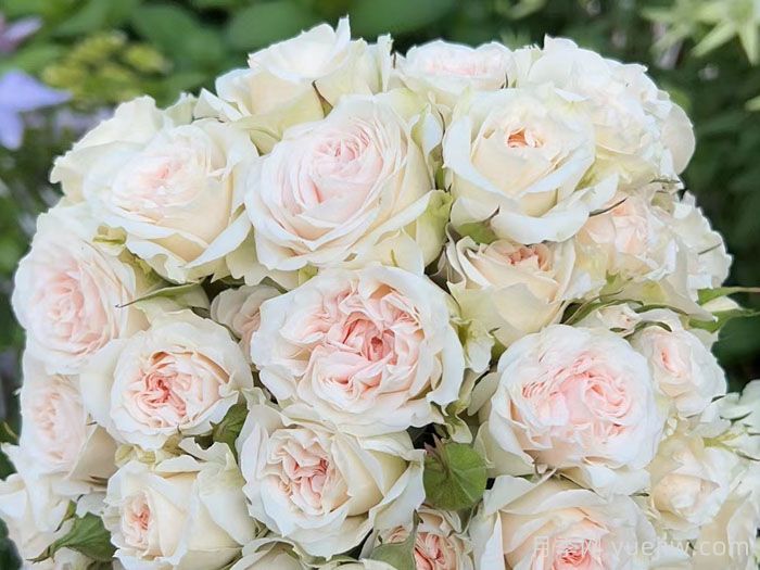 罗莎内拉月季/罗萨诺拉月季(图4)