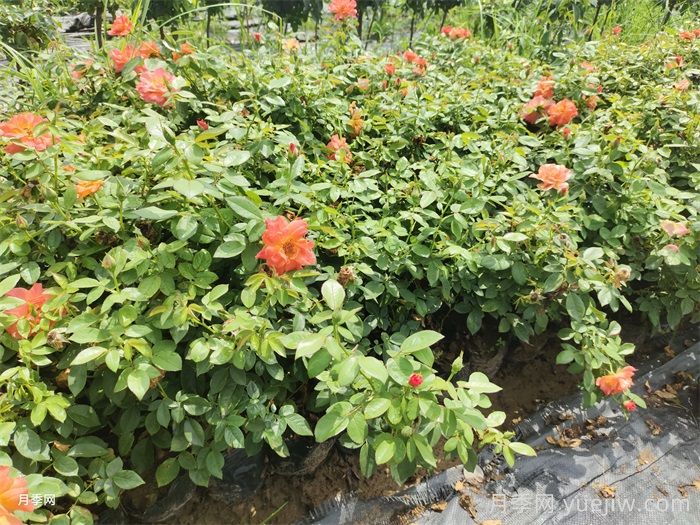 花多多1号和2号的区别，月季花什么时候用花多多2号？(图1)