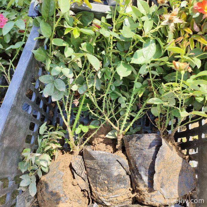 养月季花可不可以只用花多多2号催花肥？(图1)