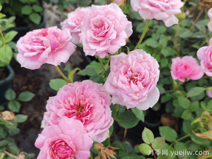 10个热门的微型月季品种推荐(图2)