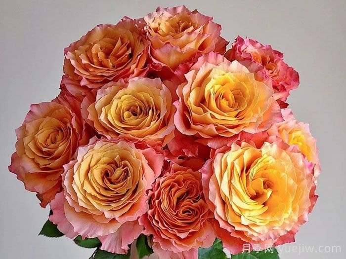 自由精灵月季/火灵鸟/自由主义(图2)