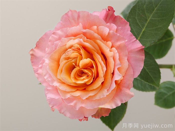 自由精灵月季/火灵鸟/自由主义(图1)