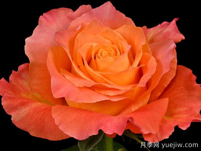 自由精灵月季/火灵鸟/自由主义(图3)