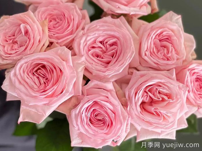 粉色哈娜月季/粉红欧哈娜/粉荔枝玫瑰(图1)