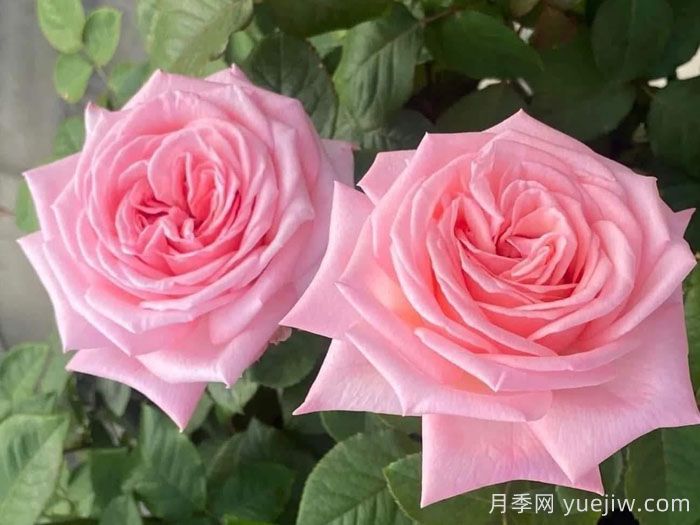 粉色哈娜月季/粉红欧哈娜/粉荔枝玫瑰(图2)