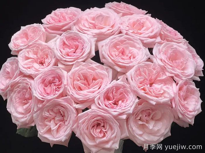 粉色哈娜月季/粉红欧哈娜/粉荔枝玫瑰(图3)