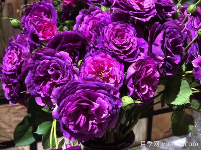 凝夜幽兰月季(图1)