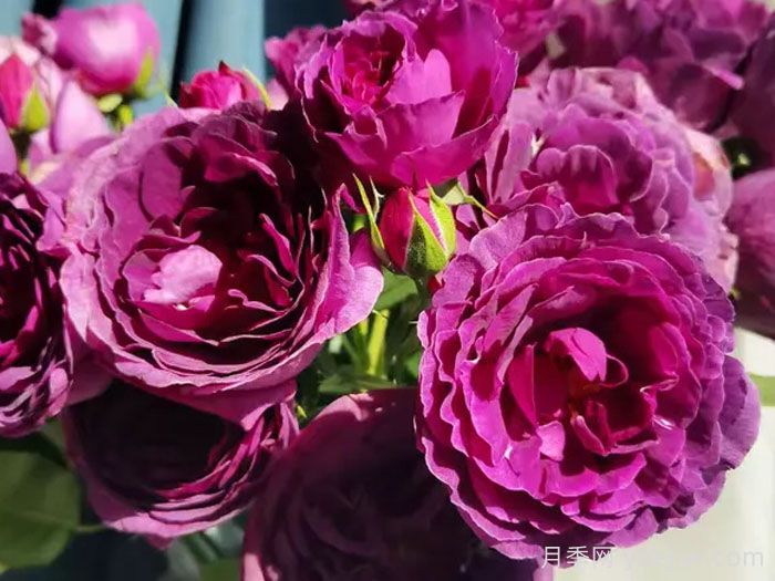 凝夜幽兰月季(图2)