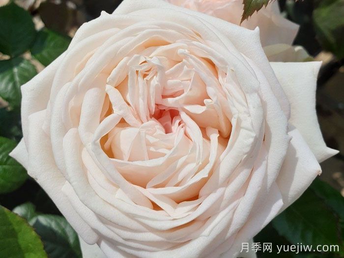 茴香酒夫人月季/拉瓦莱尔夫人/宏伟芬芳(图1) 茴香酒夫人月季/拉瓦莱尔夫人/宏伟芬芳(图1)