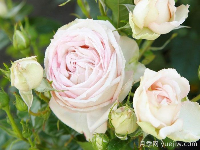 茴香酒夫人月季/拉瓦莱尔夫人/宏伟芬芳(图2) 茴香酒夫人月季/拉瓦莱尔夫人/宏伟芬芳(图2)